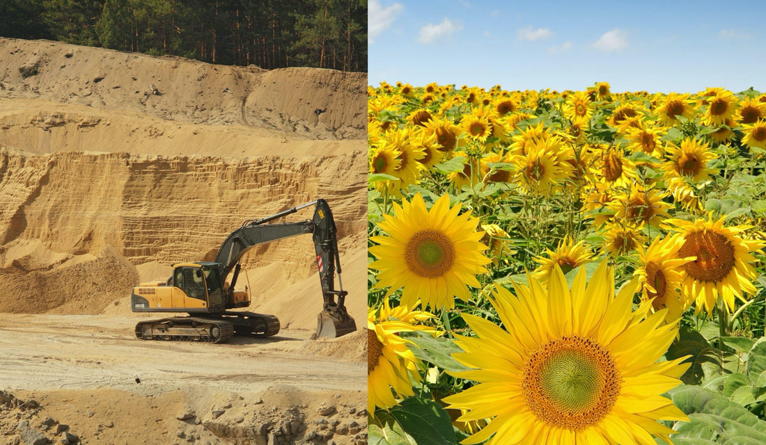 Clay vs. sunflower