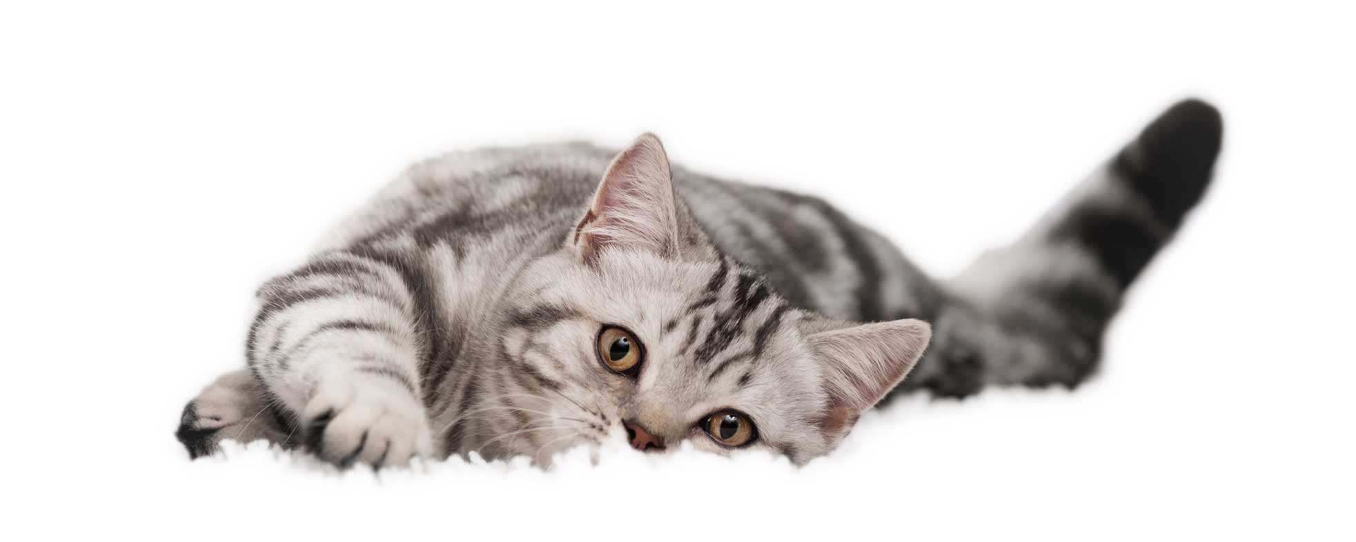 Gray tabby cat lying on a white background